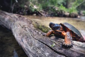 WVU researchers study gas pipeline impact on potentially endangered wood turtles